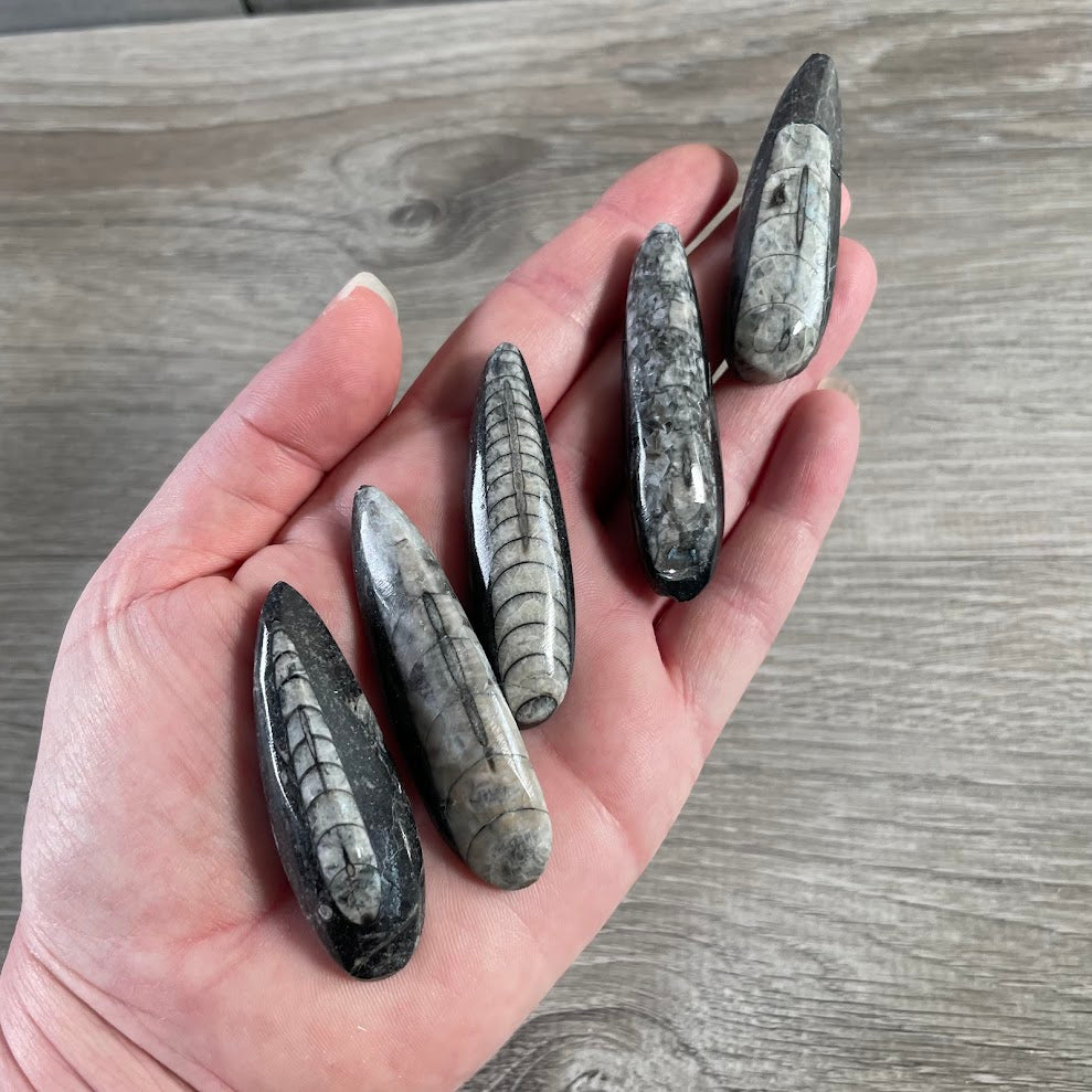 polished Orthoceras fossil shell fossil specimen wholesale
