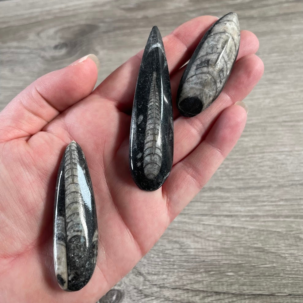 Orthoceras fossil natural marine fossil in black stone for bulk orders