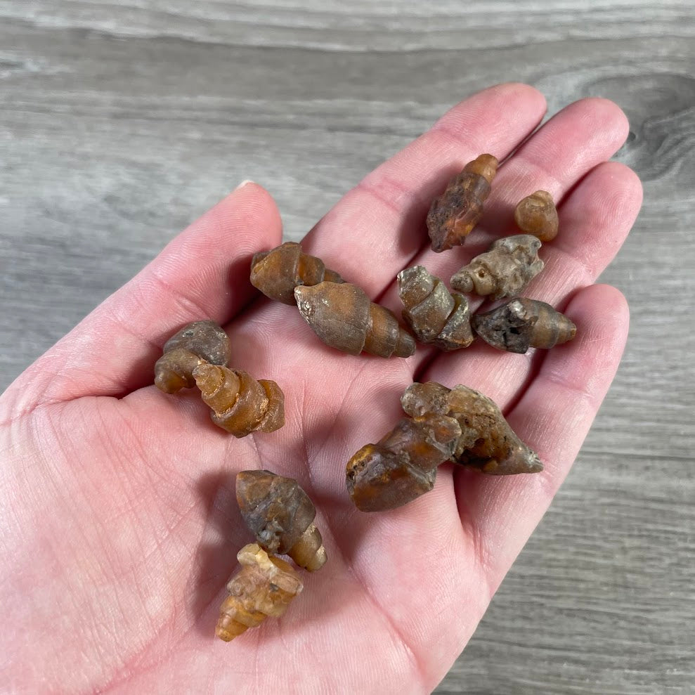 small fossil shell with natural mineralization rock shop supply