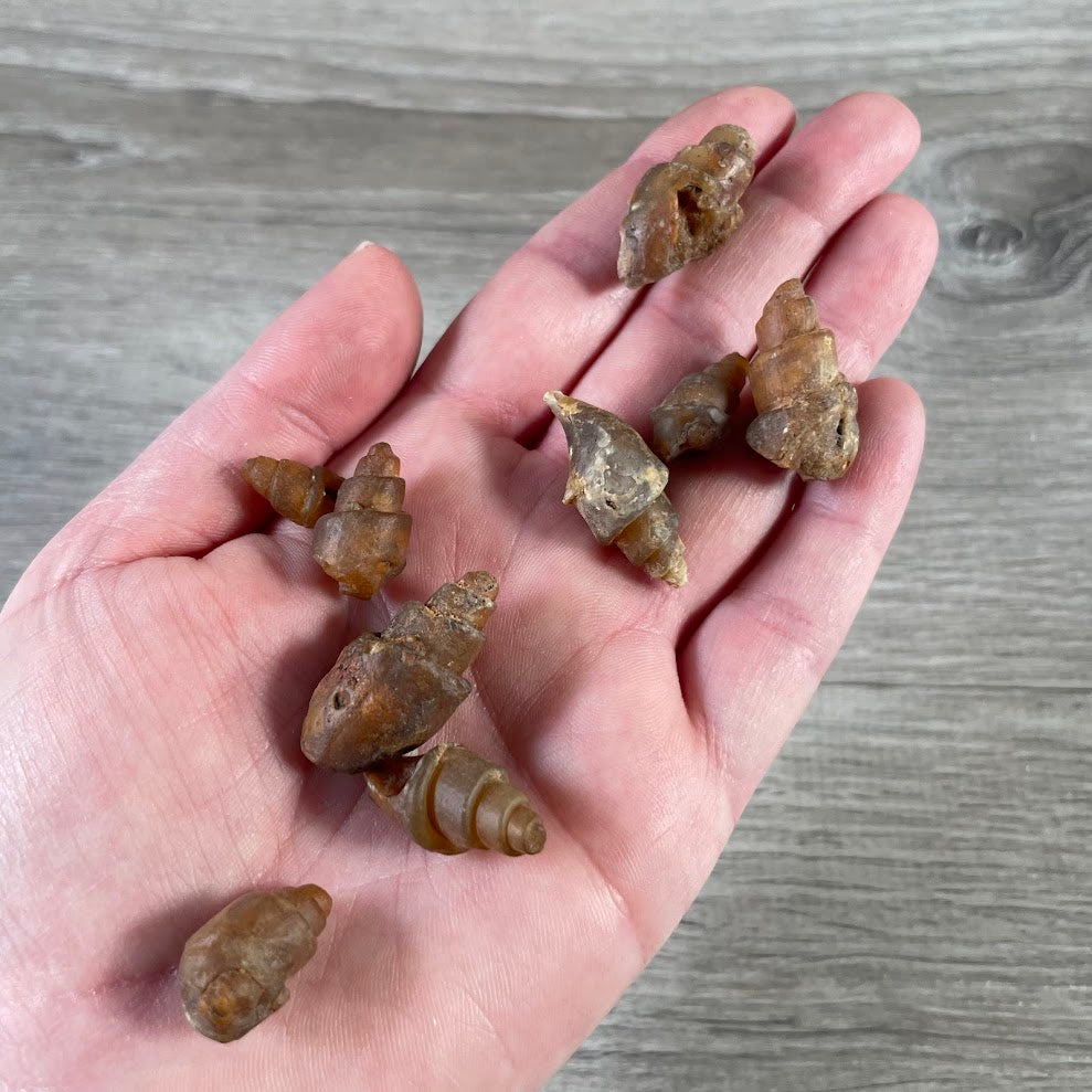 ancient marine snail fossil for collection for gift shop