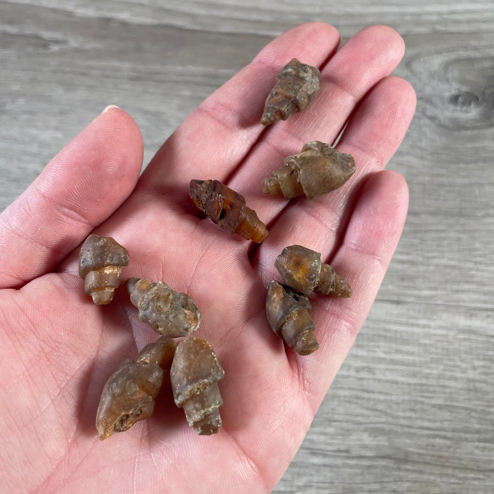 natural earth tone fossil shell specimen wholesale museum