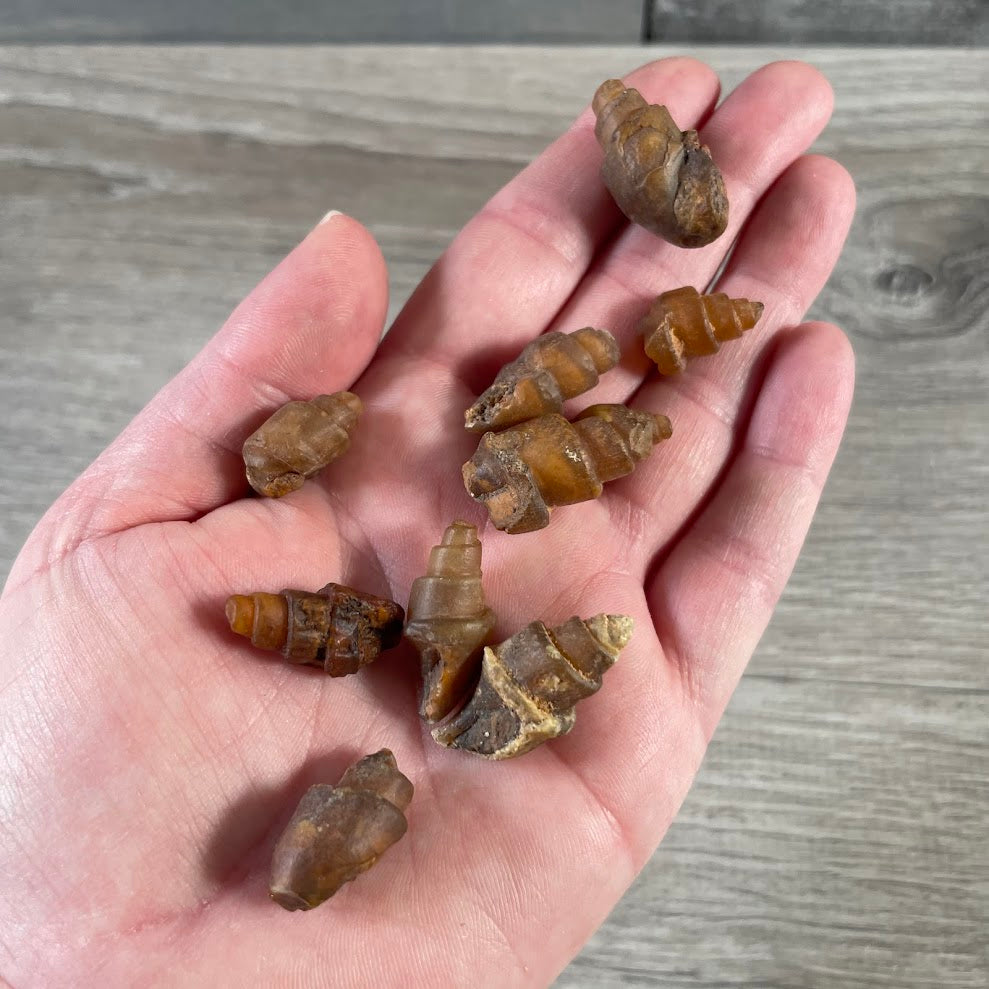 wholesale fossilized small snail shell natural marine fossil