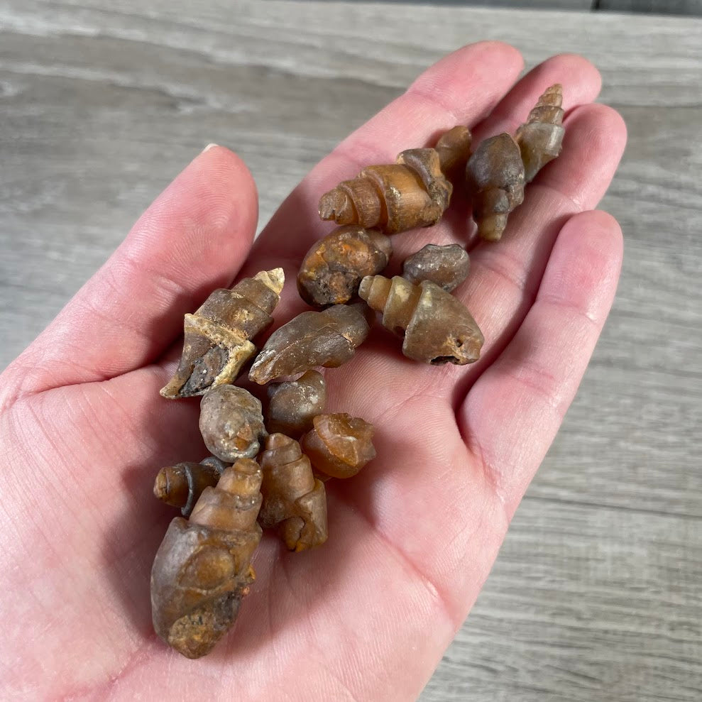 fossil snail shell for crystal and rock shops