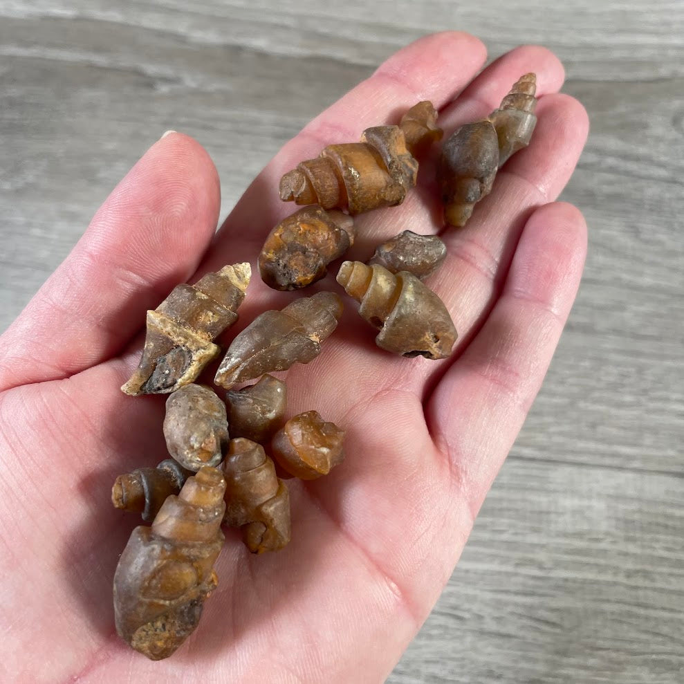 crystal shop fossils