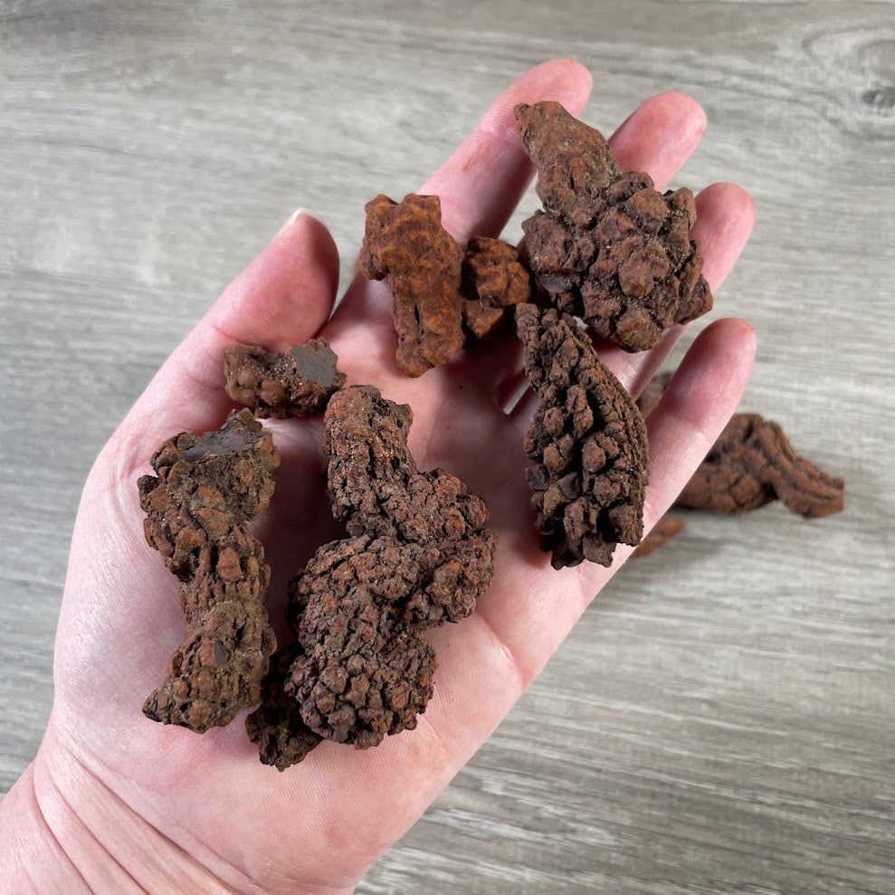 Wholesale 1 pound lot of natural fossilized dung coprolite specimens