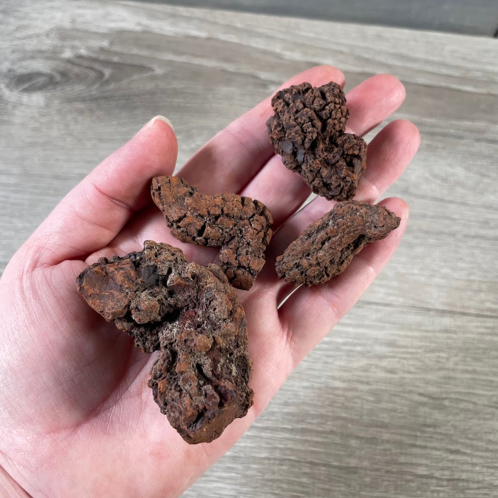 Natural petrified poop fossil lot for fossil collectors and mineral shops