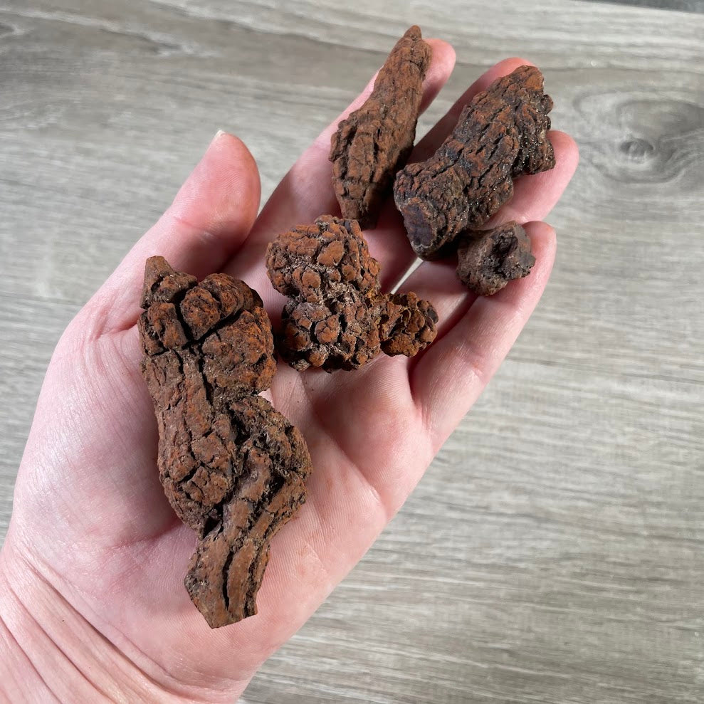 Assorted coprolite fossils also known as petrified poo for collectors and rock shops