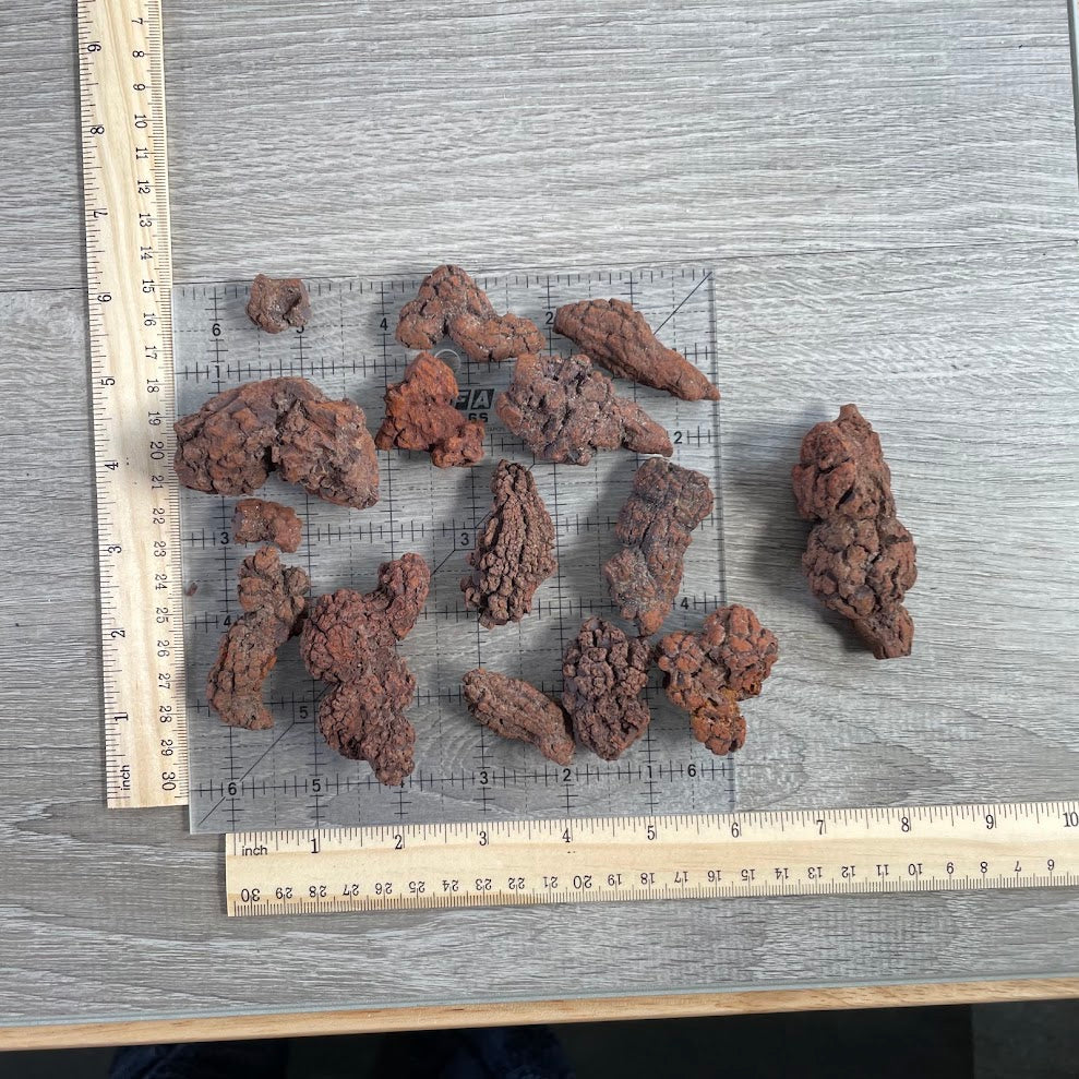 Natural coprolite petrified poo fossil specimens sold by the 1 pound lot