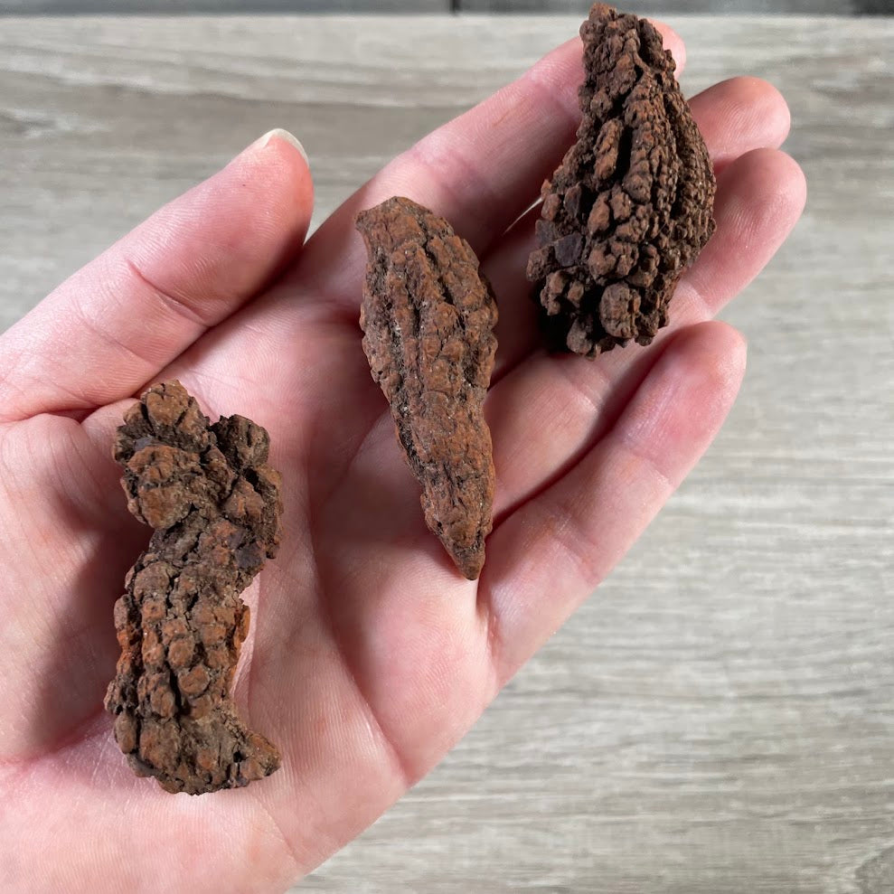 Wholesale coprolite petrified poo fossils for rock crystal and fossil retailers