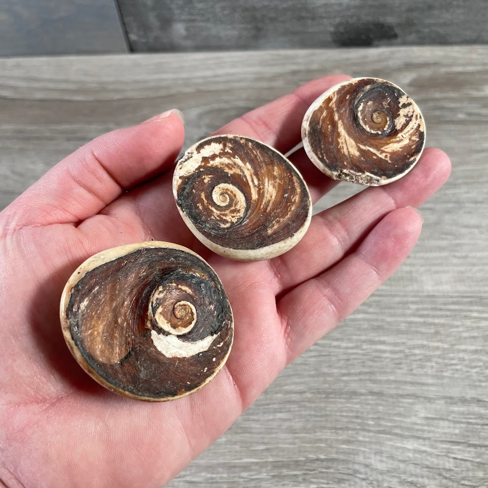 raw operculum shell for spiritual protection and meditation wholesale