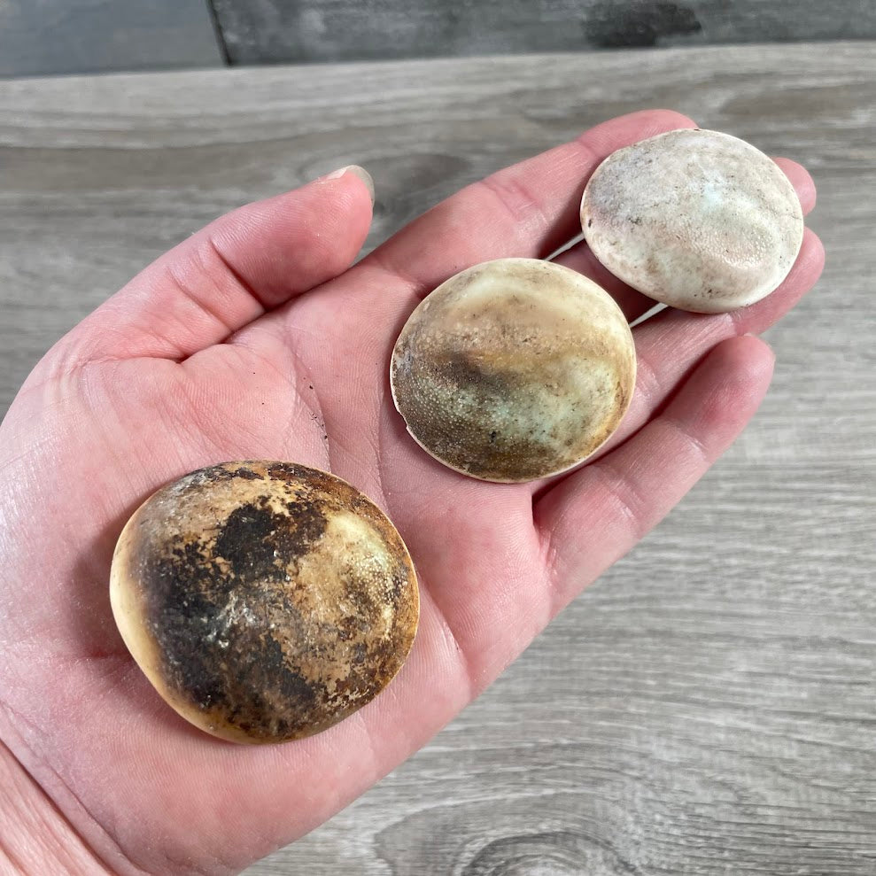 Raw Shiva Shell - Natural Sacred Operculum Seashell for Protection, Spiritual Healing