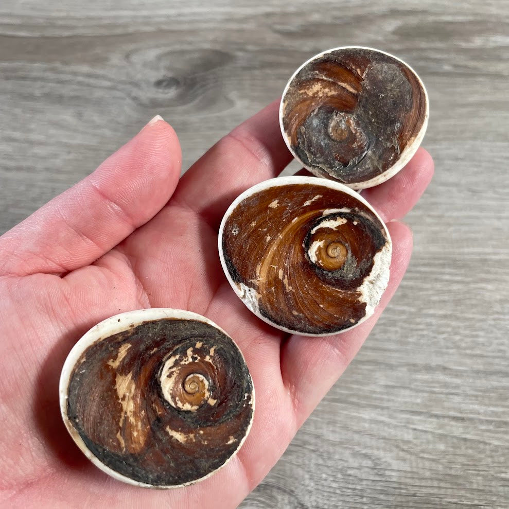 raw shiva shell natural operculum seashell spiral pattern