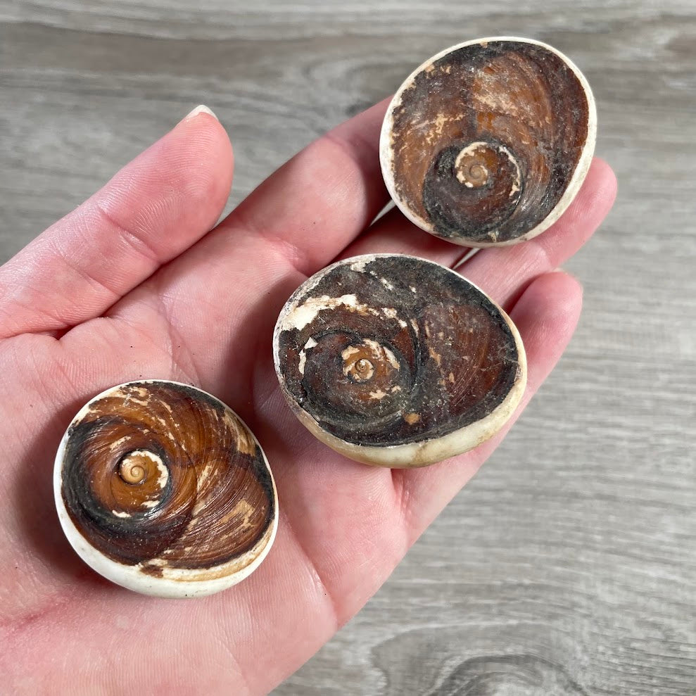 shiva eye shell third eye symbol ocean shell for gift shops