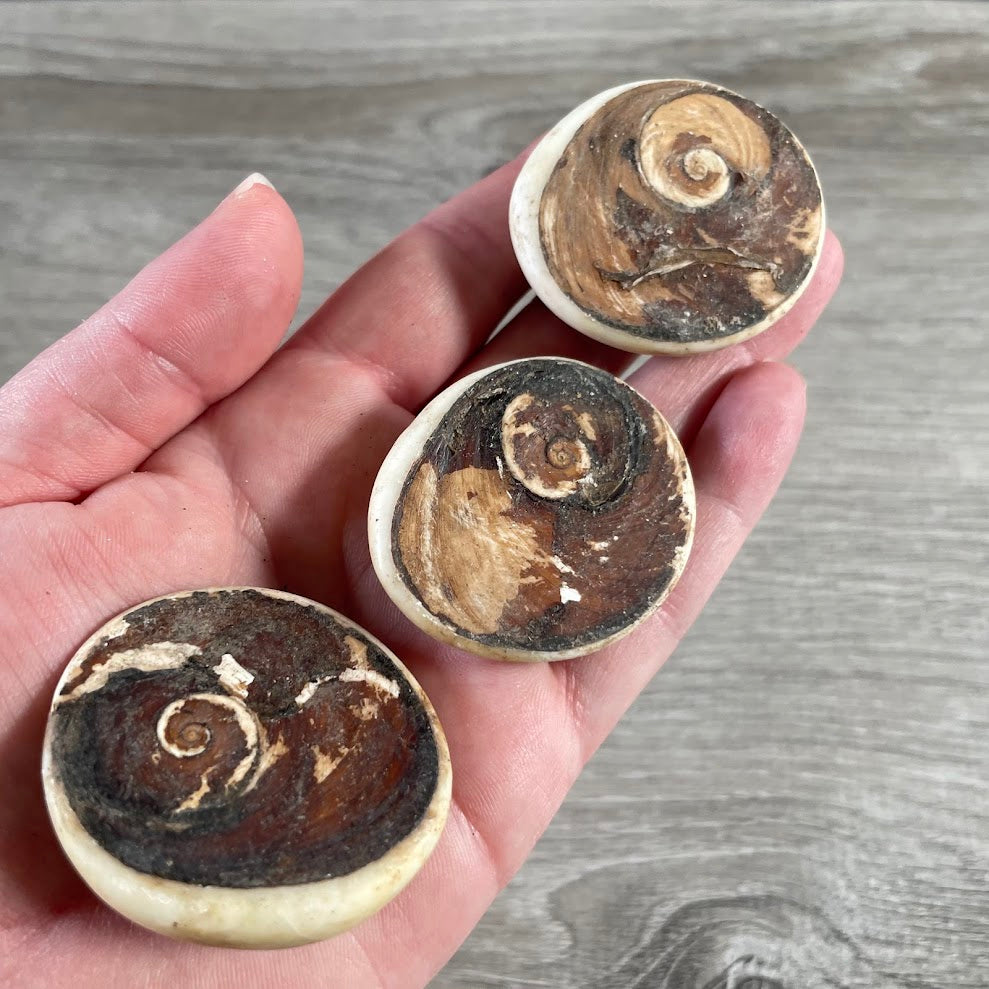 natural shiva shell wholesale bulk metaphysical supply