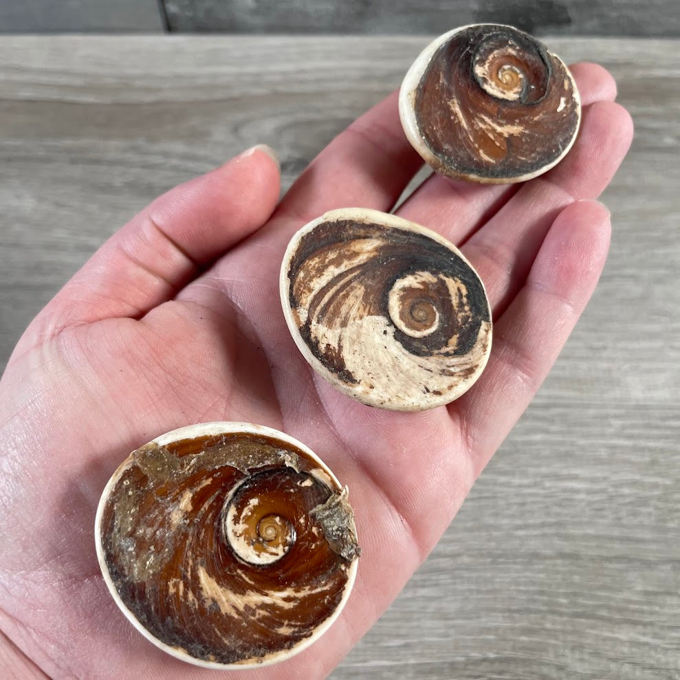 raw sacred shell for reiki and energy work