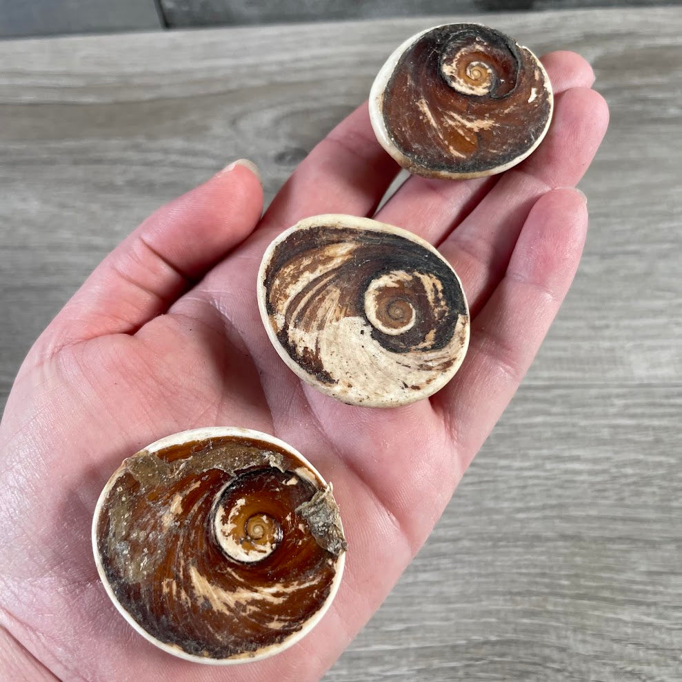 unpolished shiva shell coastal decor natural texture for bulk orders