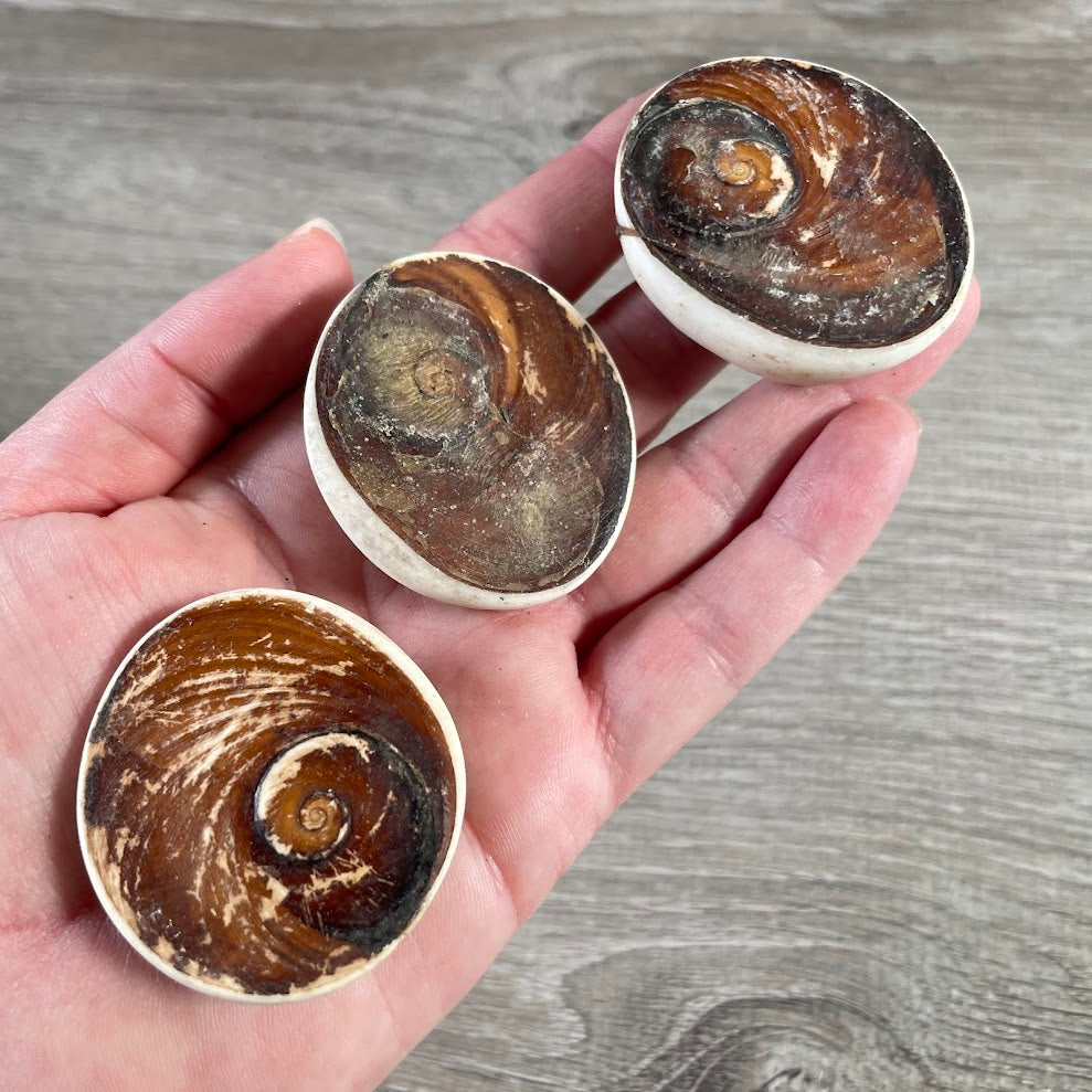 Raw Shiva Shell - Natural Sacred Operculum Seashell for Protection, Spiritual Healing
