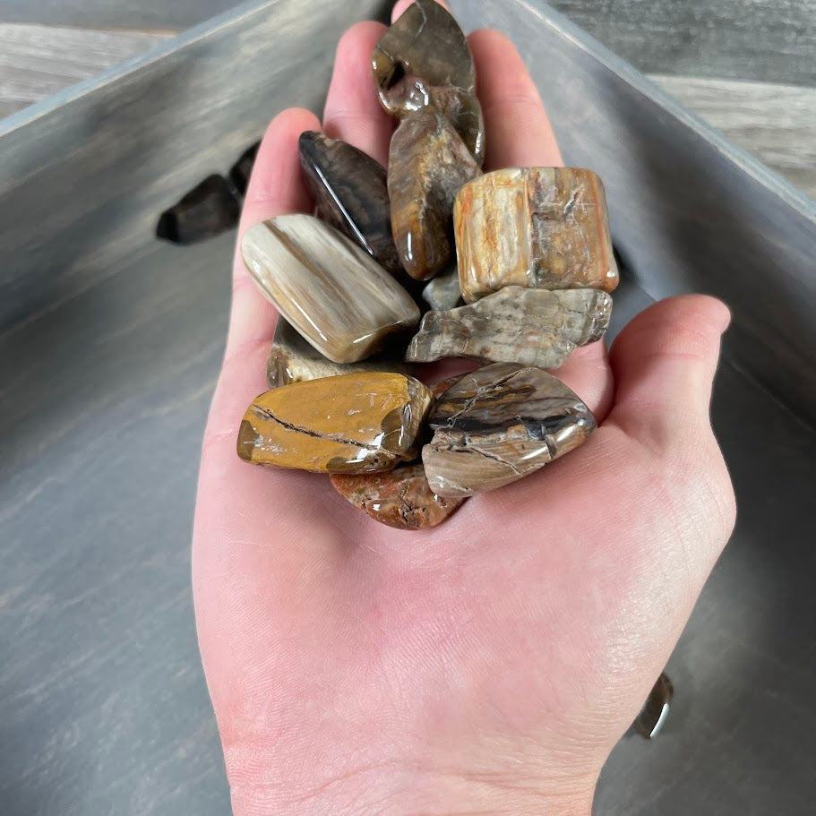 petrified wood bulk wholesale crystals fossils 1 pound