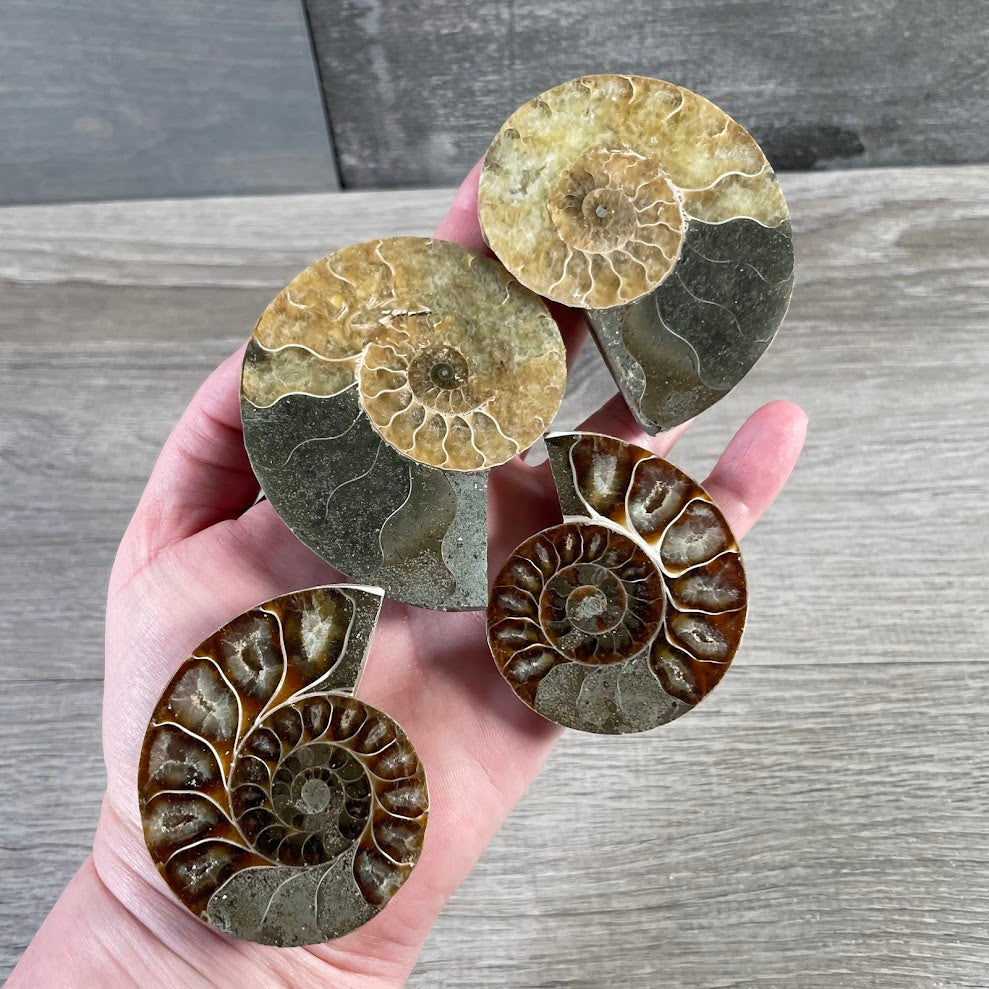 Ammonite Fossils – Natural Prehistoric Shell Specimens for Collectors & Decor