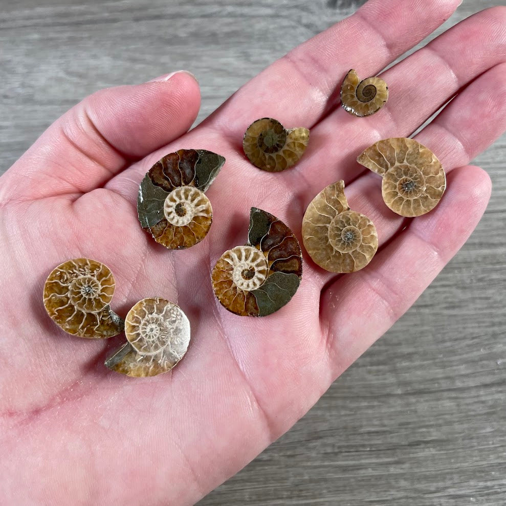Small ammonite fossils displayed for crystal shops and nature gift stores