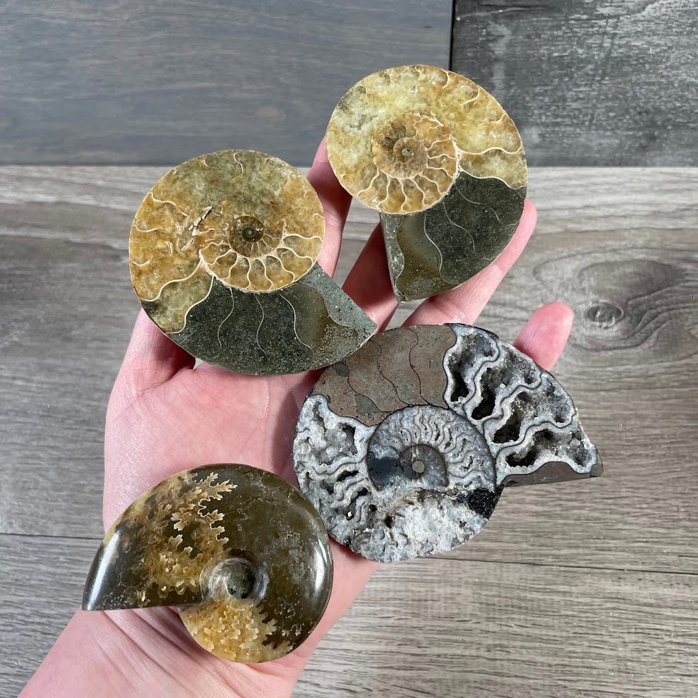 Natural ammonite fossil shell specimen for collectors and home decor