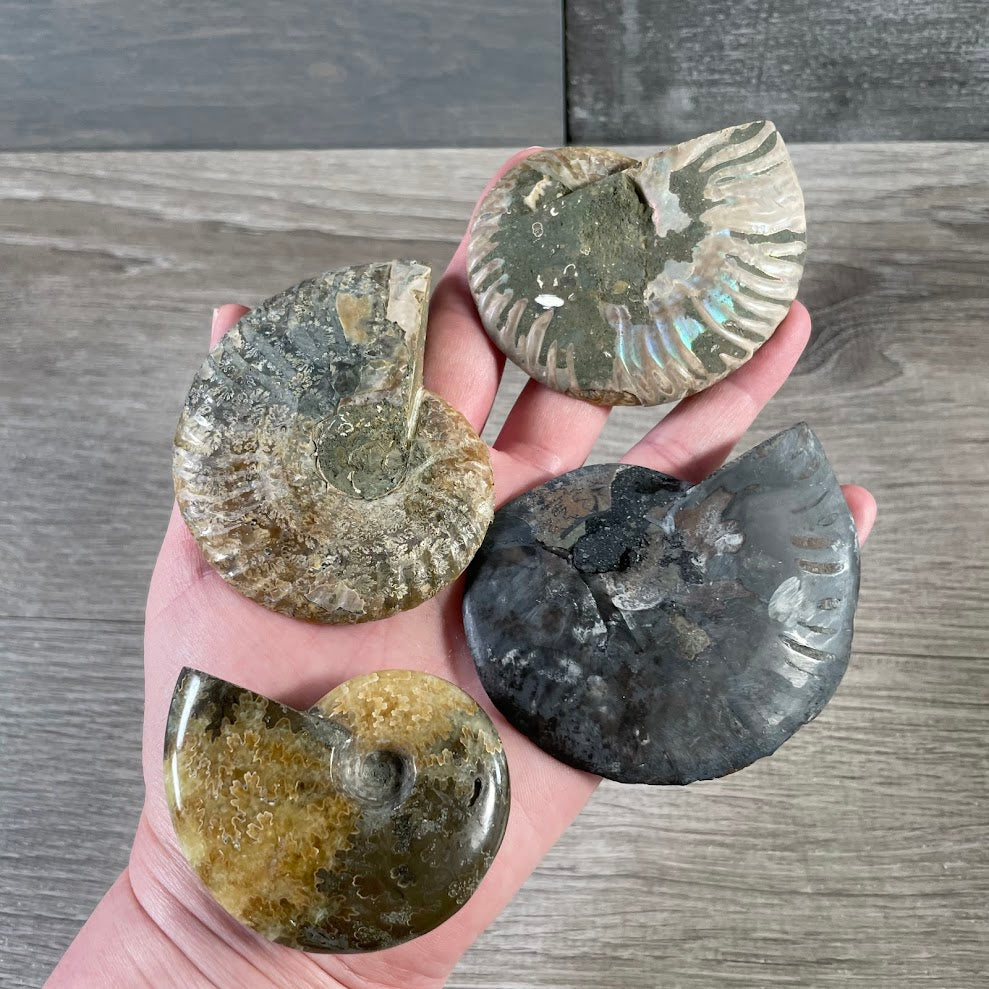Natural prehistoric shell fossil for educational collections and home decoration