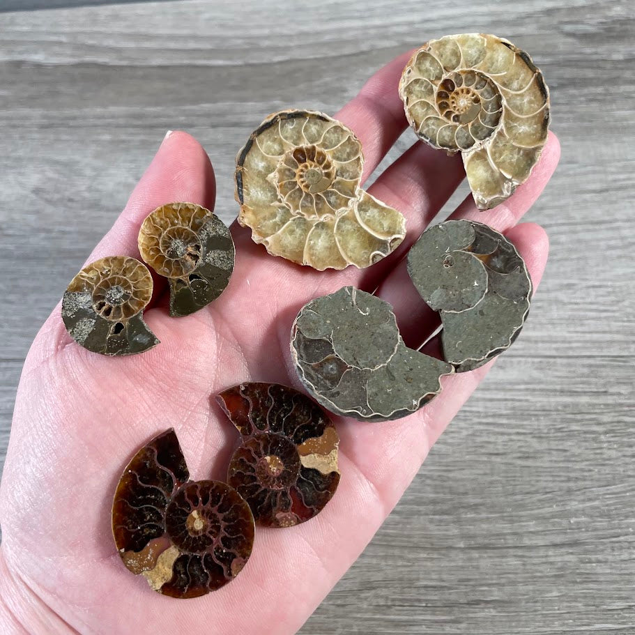 Prehistoric ammonite fossil for museum store and crystal shop displays