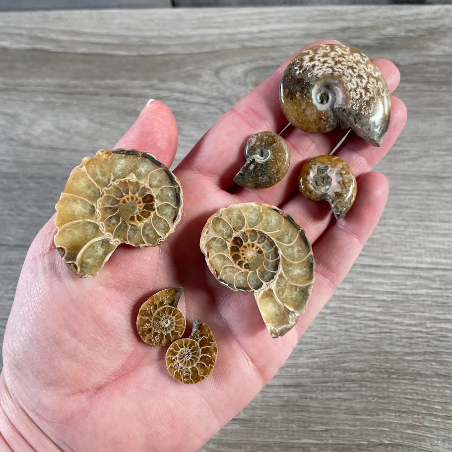 Real ammonite fossil for gift shops, museum stores, and fossil collectors
