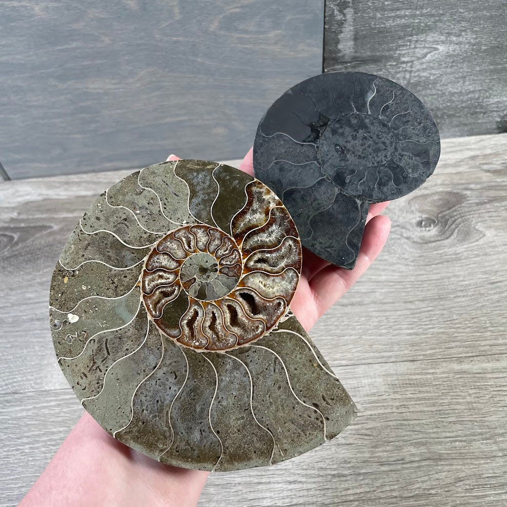 Natural fossil decor piece for shelves, display cases, and curiosity cabinets gift shop wholesale