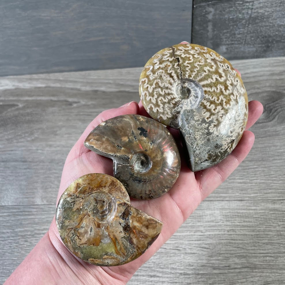 Prehistoric ammonite fossil with spiral shell pattern on natural stone bulk wholesale