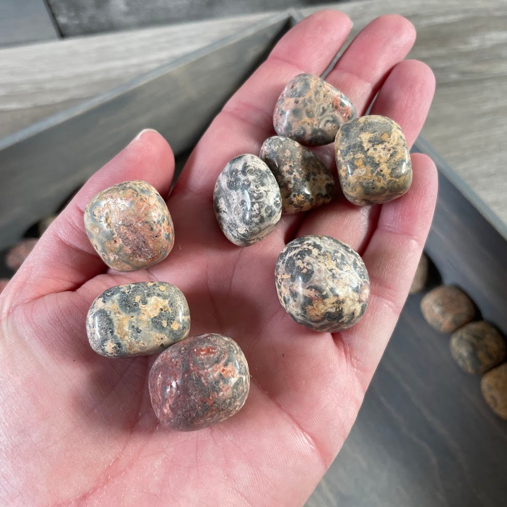 1 pound leopardskin jasper crystals