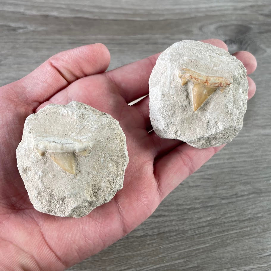 Shark tooth in cast fossil for resale.