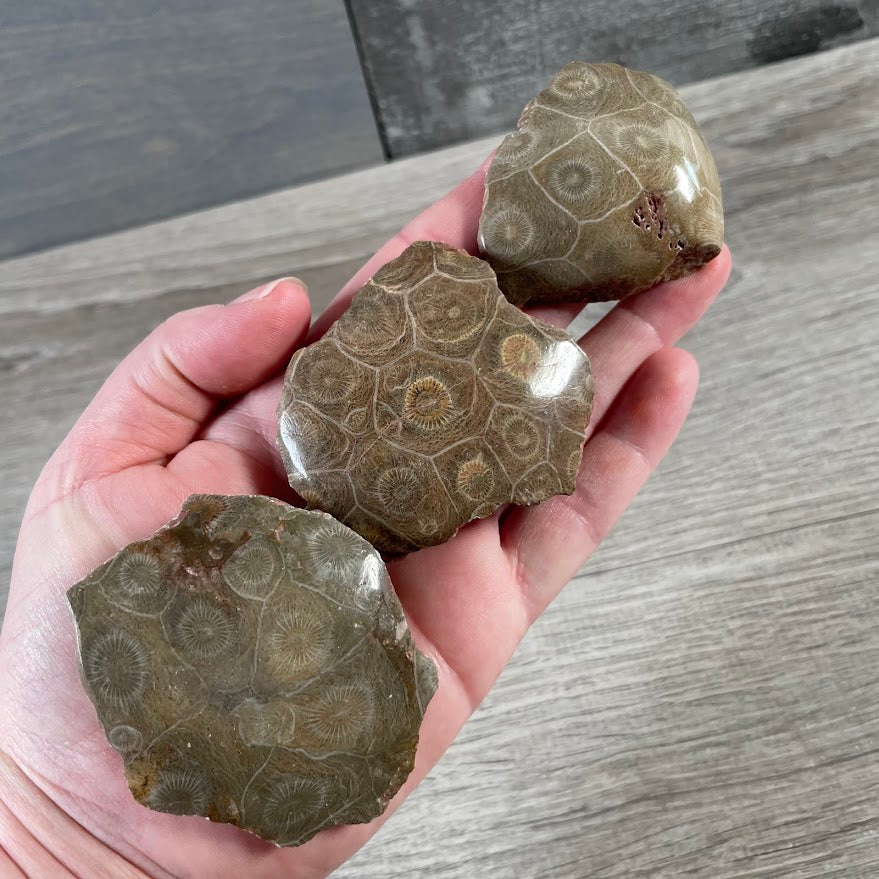 Polished fossil coral chunk with visible prehistoric coral pattern gift shop supply
