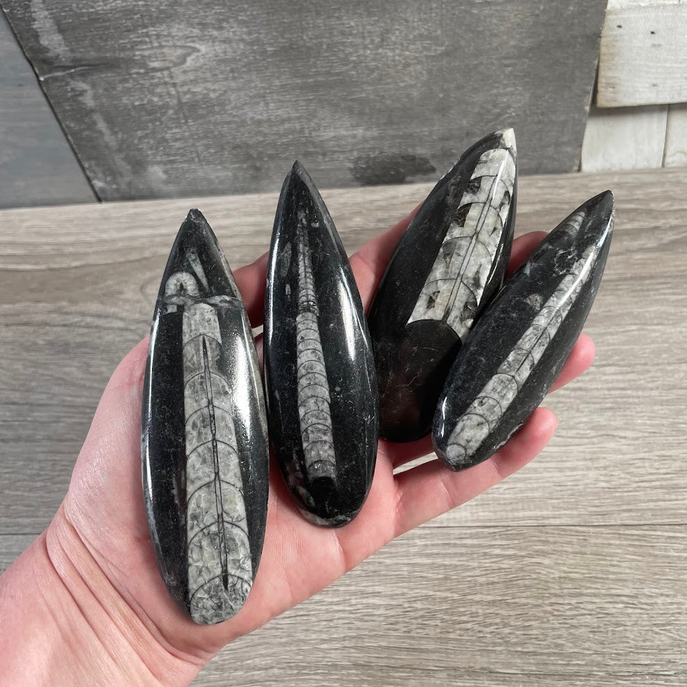 resale fossil orthoceras bulk wholesale