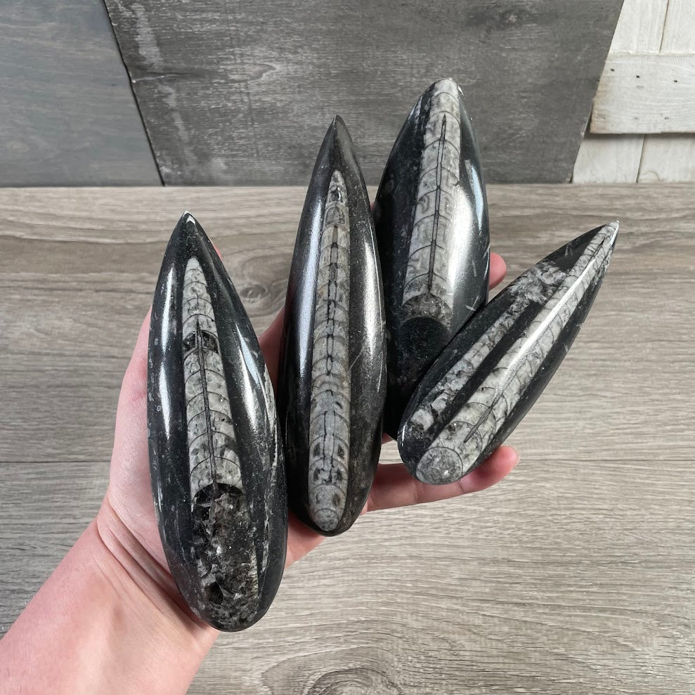 wholesale fossil stone specimen for gift shops