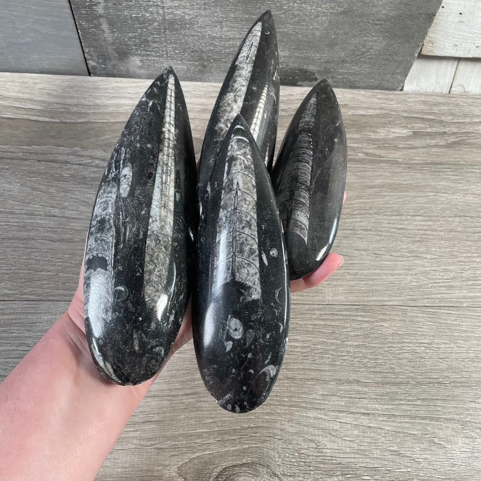 Ancient marine fossil stone specimen for crystal shop inventory