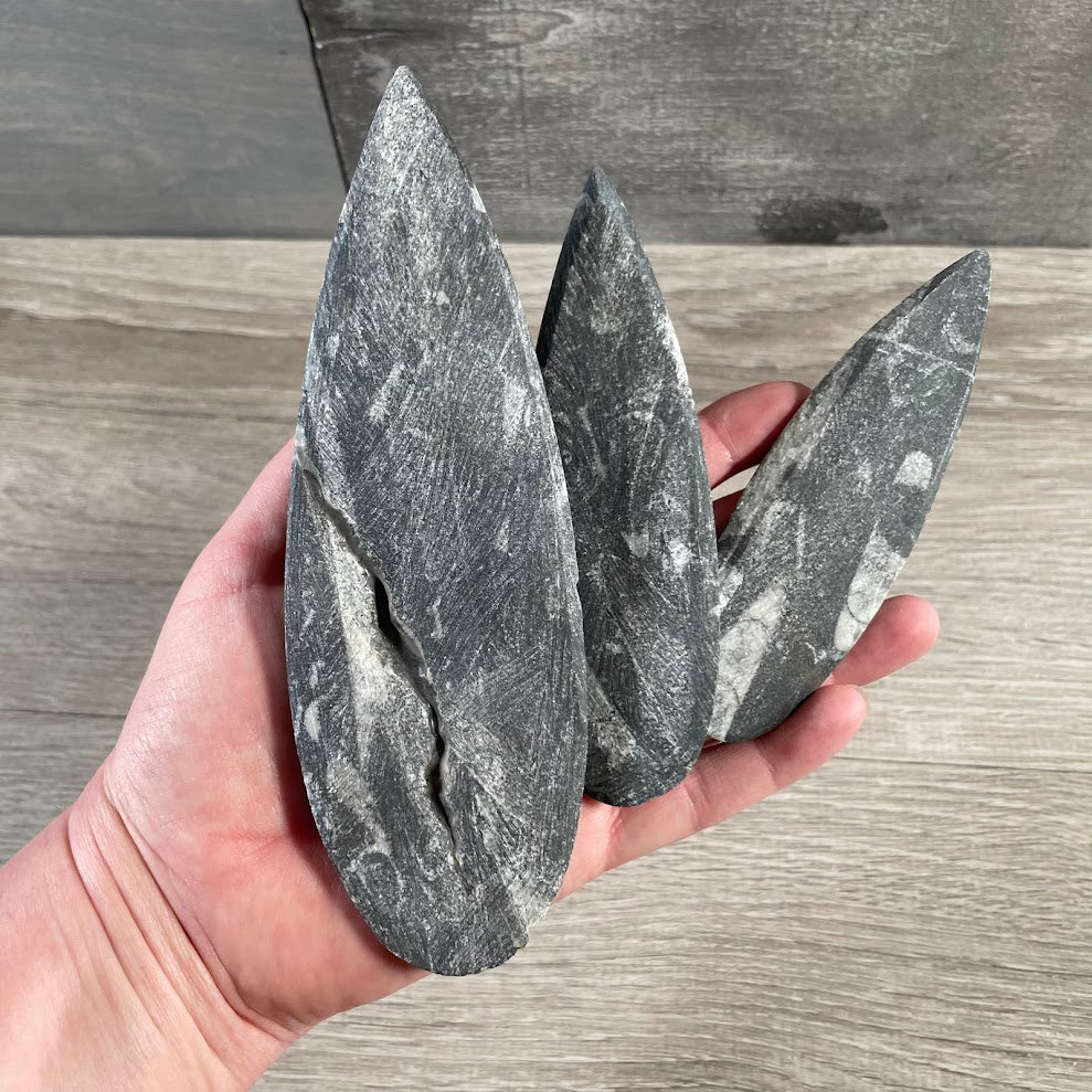 Orthoceras Fossil Stone Specimen | Natural Polished Ancient Fossil Decor for Crystal Shops