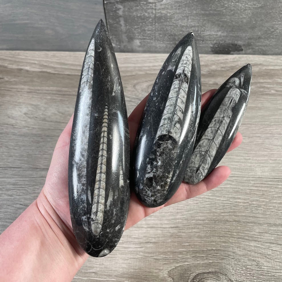 Polished Orthoceras fossil stone specimen with natural ancient marine fossil pattern wholesale