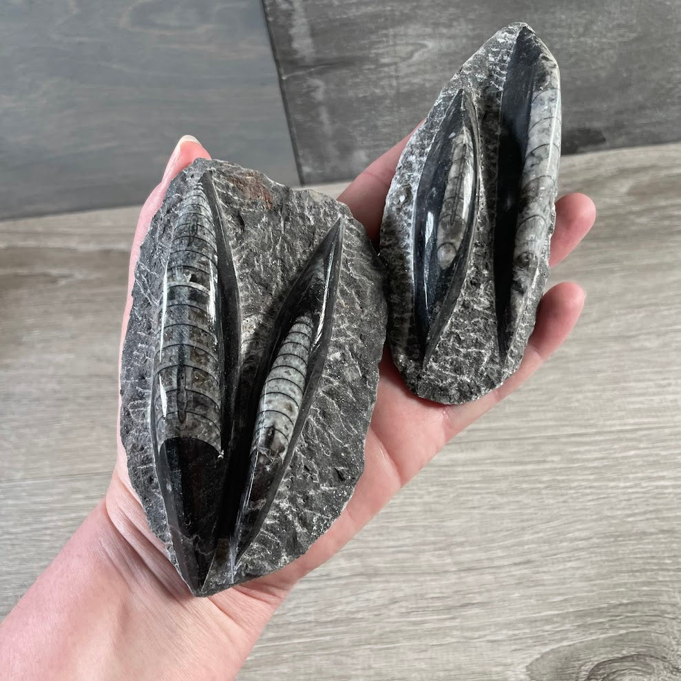 Natural Orthoceras fossil decor piece for crystal shops and fossil collectors
