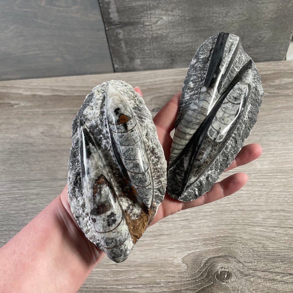 Wholesale polished Orthoceras fossil stone for resale