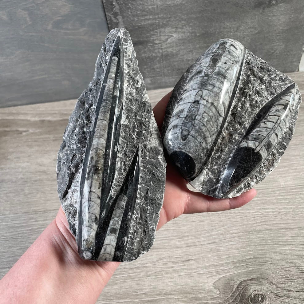 Black and gray Orthoceras fossil specimen with visible prehistoric shell details bulk wholesale
