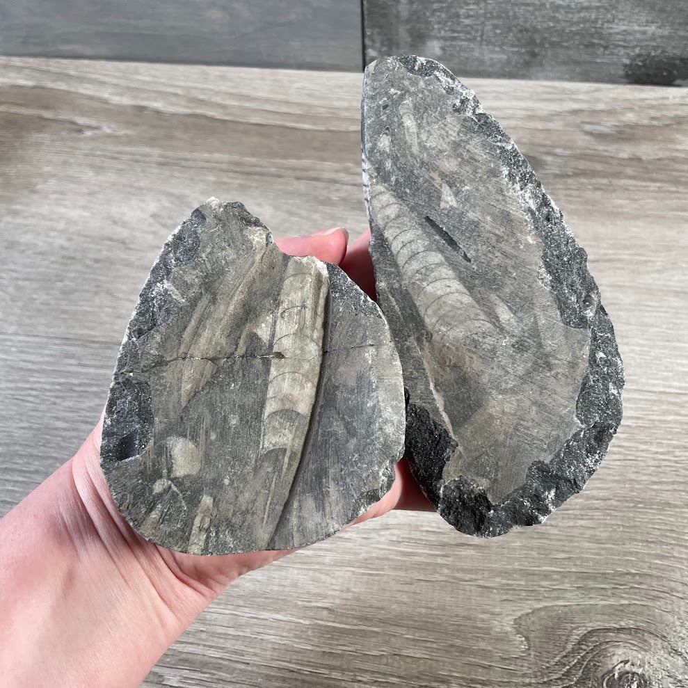 Orthoceras Fossil Stone Specimen | Natural Polished Ancient Fossil Decor for Crystal Shops