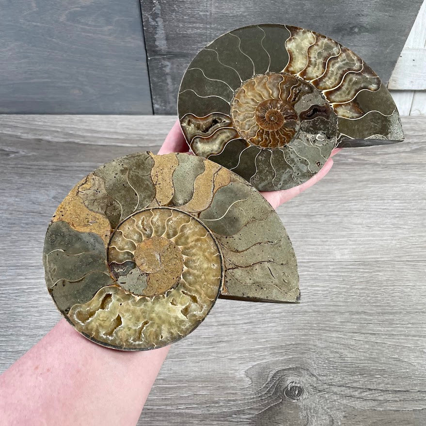 Ammonite Fossils – Natural Prehistoric Shell Specimens for Collectors & Decor