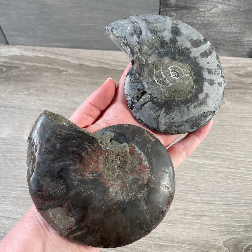 Ammonite Fossils – Natural Prehistoric Shell Specimens for Collectors & Decor