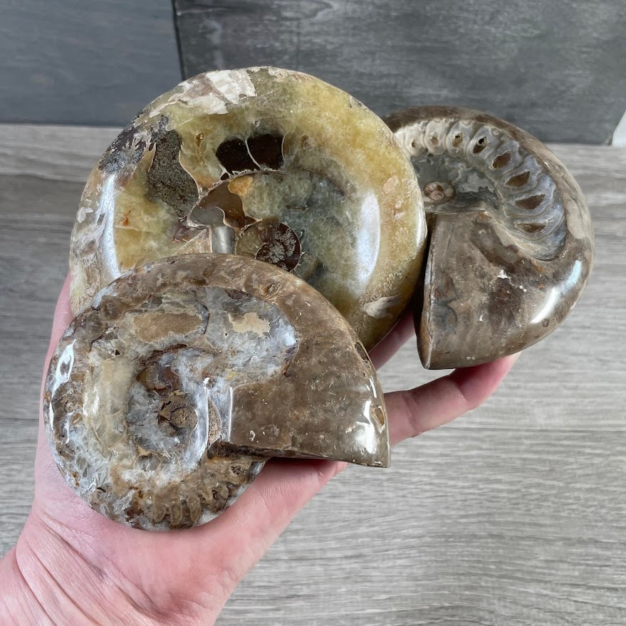 Ammonite Fossils – Natural Prehistoric Shell Specimens for Collectors & Decor