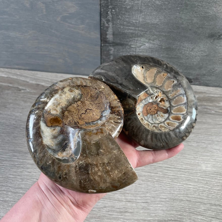Ammonite Fossils – Natural Prehistoric Shell Specimens for Collectors & Decor