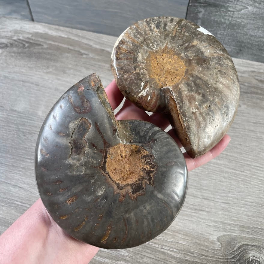 Ammonite Fossils – Natural Prehistoric Shell Specimens for Collectors & Decor