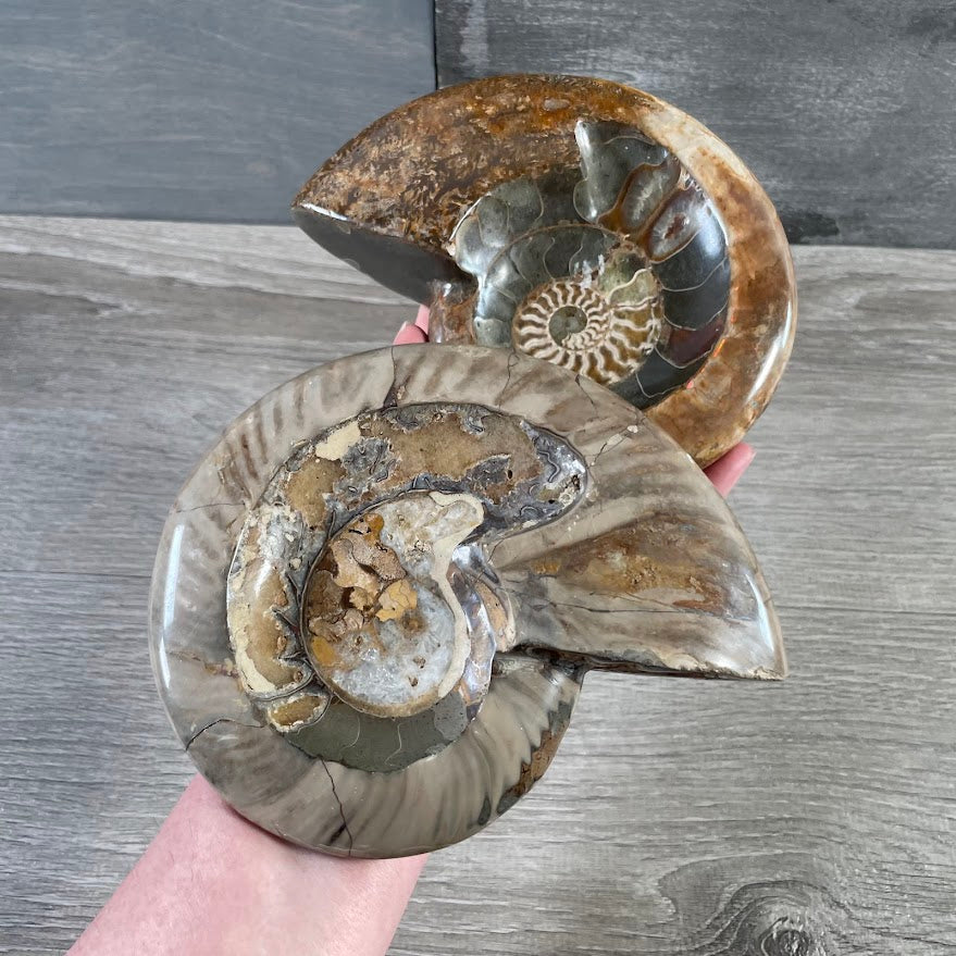 Ammonite Fossils – Natural Prehistoric Shell Specimens for Collectors & Decor