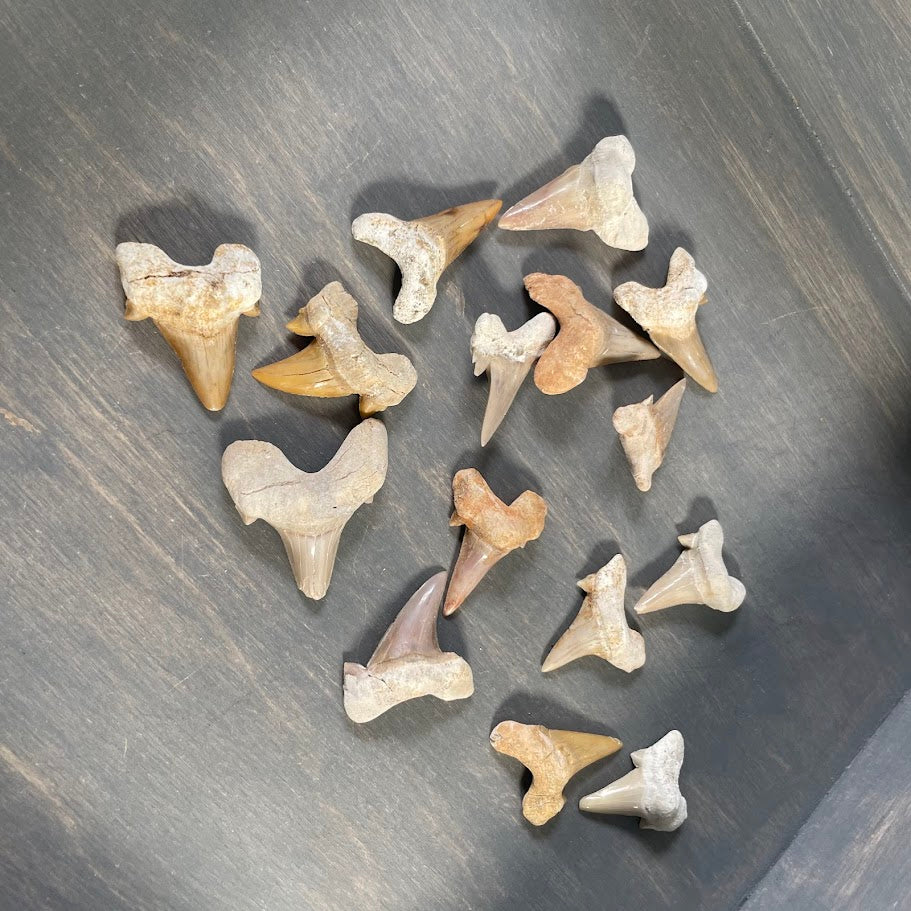 Bulk Natural Shark Teeth Fossils – 1" Authentic Shark Tooth Wholesale