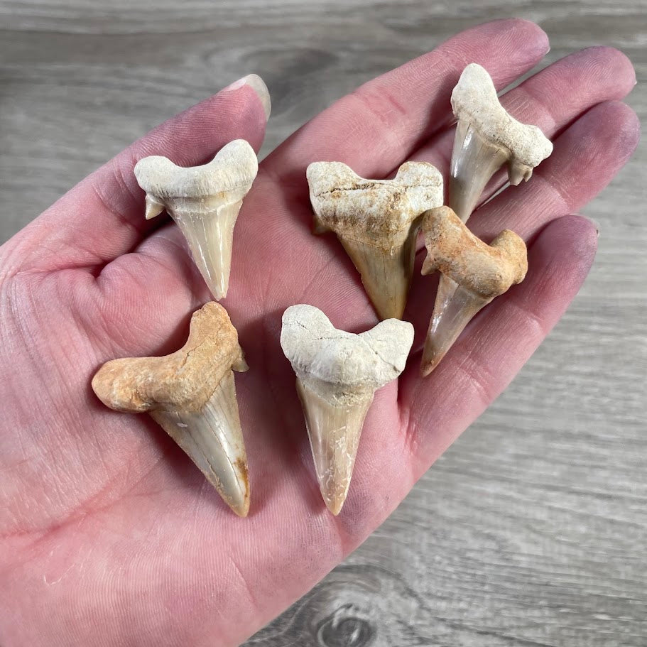 Bulk Natural Shark Teeth Fossils – 1" Authentic Shark Tooth Wholesale